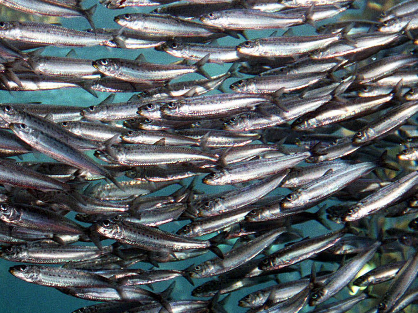 Resultado de imagen de sardinas